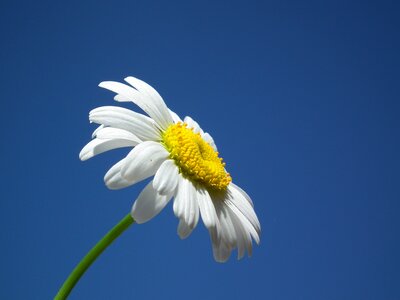 Flowers day sky