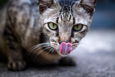Domestic Short-Haired Cat Licking His Nose photo