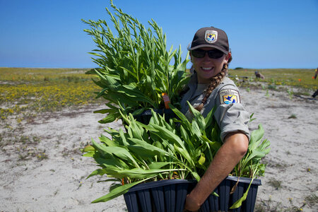Staff carrying Seaside Goldenrod at  Monomoy NWR