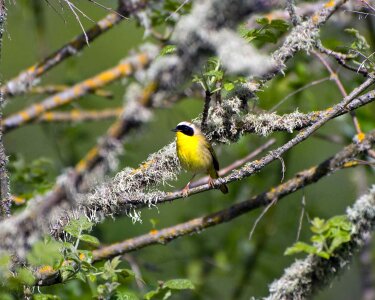Bird bouquet Geothlypis trichas