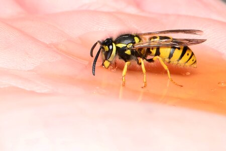 Hand insect wasp on the hand