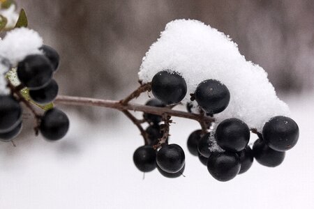Black berries transition