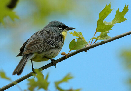 Kirtland's Warbler photo