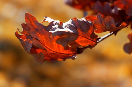 Autumn leaf brown fall color photo