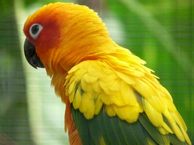 Bird animal yellow photo