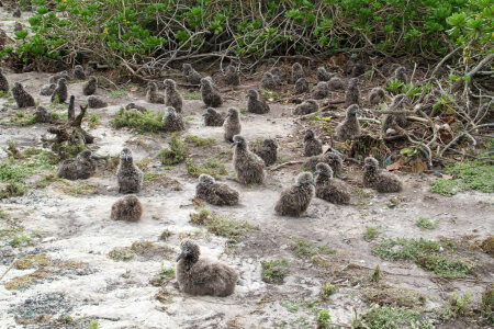 Surviving Laysan Albatross Chicks