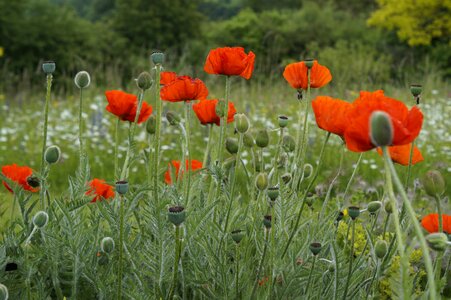 Bright red klatschmohn photo