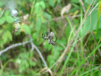 Garden spider weaving web photo