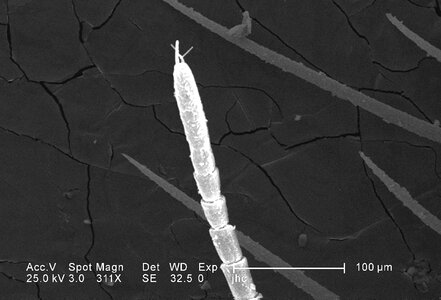Chief details flagellum