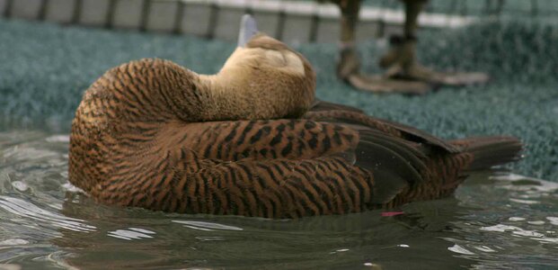 Animal aquatic bird bird photo