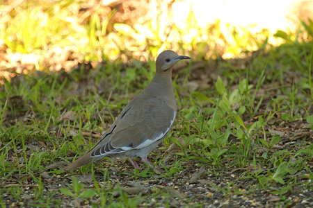 White-winged Dove-1 photo