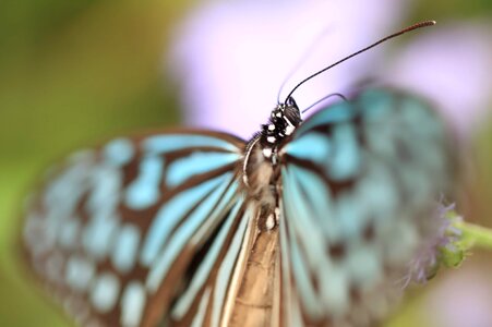 Animal arthropod biology