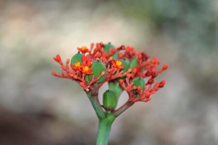 Bloom blooming blossom photo