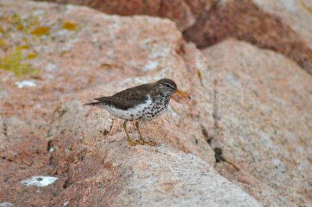 Bird Scolopacidae spotted sandpiper