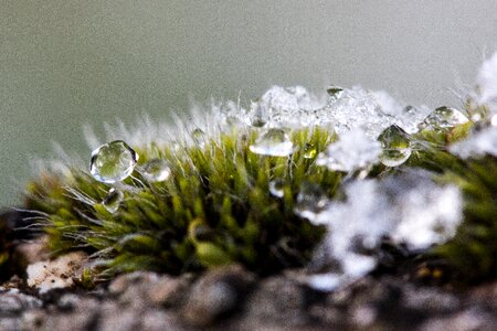 Snow cold transition