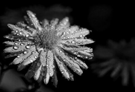 White nature plant photo