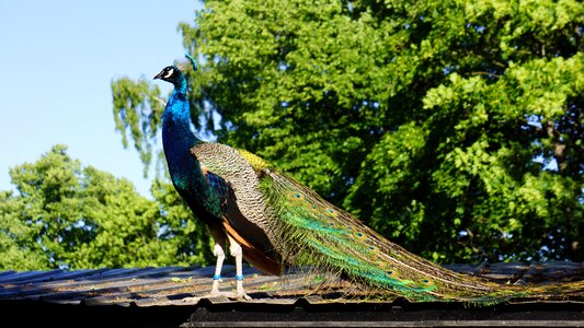 Peacock male bird photo