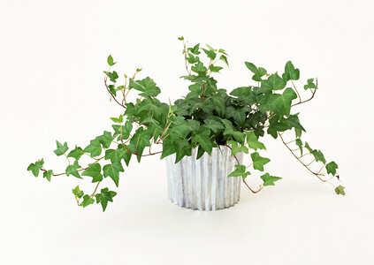 Green ivy in flowerpot photo
