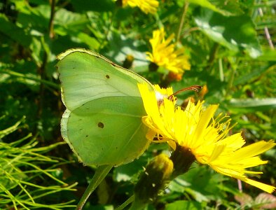 Animal flying insect photo