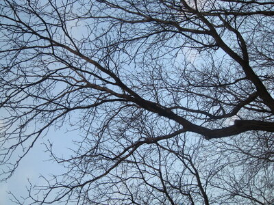 Trees Blue Sky