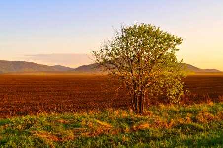 Trees tree field