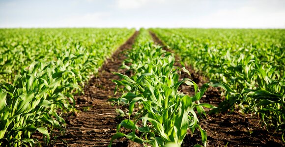 Field agriculture earth