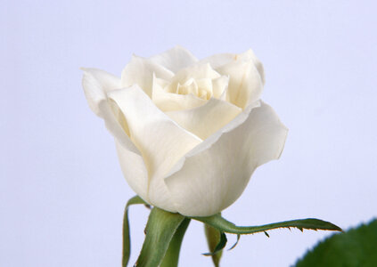 Bud of a white rose photo
