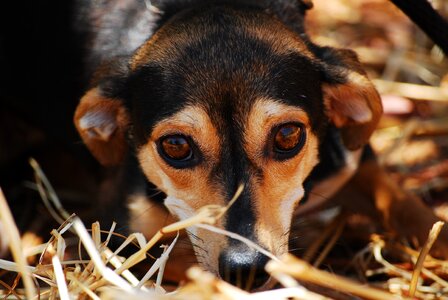 Close up animal shelter affection