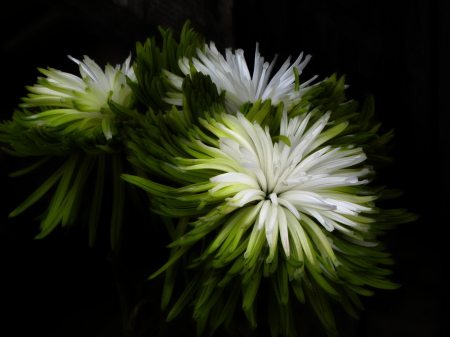 Green white chrysantheme