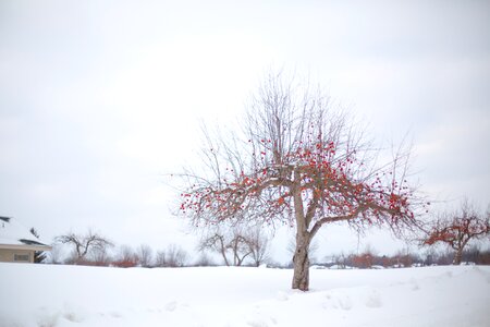 Winter apple tree winter snow photo
