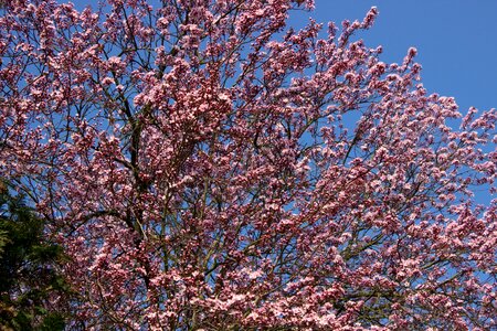 Cherry blossom japanese cherry trees spring photo