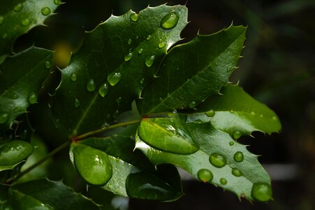 Just add water nature water droplets photo