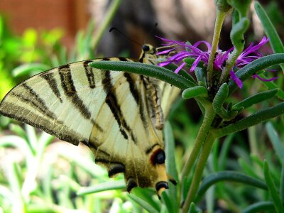 Resting fauna flower