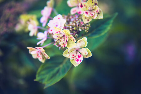 Speckled Hydrangea Flowers photo