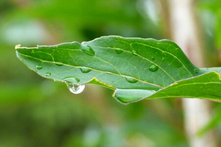 Leaf green dew drop photo