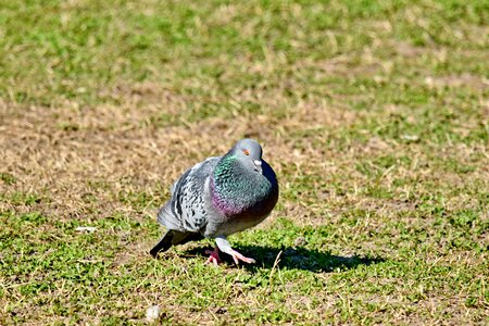 Pigeon wilderness wildlife photo