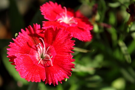 Reddish Pink Flower Closeup