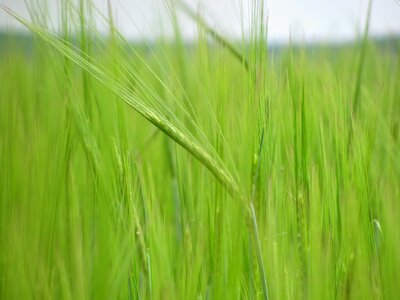 Cereals agriculture plant photo