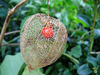 Ripe physalis alkekengi ornamental plant