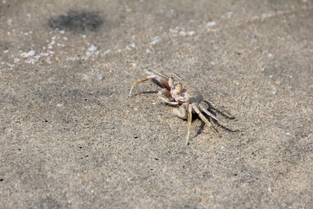 Cancer shellfish beach