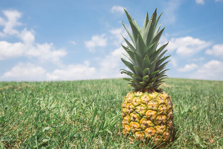 Pineapple on the Grass photo