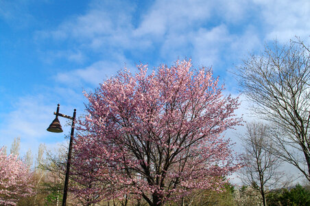 30 Cherry tree
