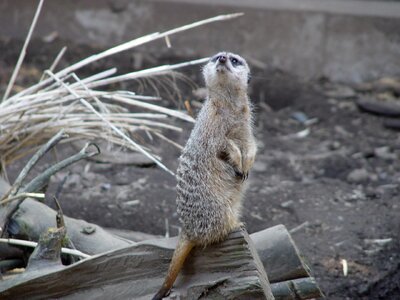 Cute wildlife standing