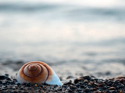 Shell pebbles beach photo