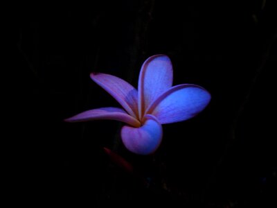 Blue blossom petals