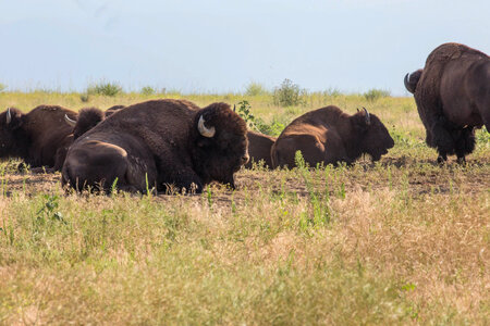 American bison-1
