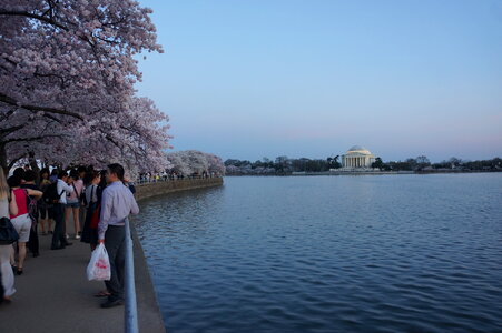 Cherry Blossom Night Tours in Washington DC photo