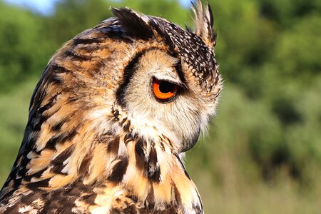 Animal beautiful photo bird