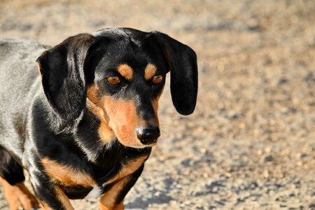 Close-Up dachshund eyes photo