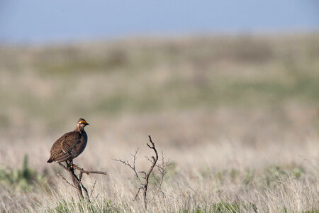 Lesser Prairie-Chicken-4 photo